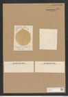 Campylodiscus browneanus Grev. (de-Toni-Nr.: Genus 57, Species 2472) Zeichnungen Sammlung Grunow Nr. 4974 (NHMW-BOT-W0373206)
